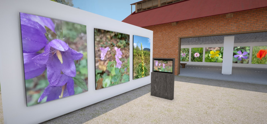 Wildflowers Photos and Names - VR Exhibition
The collection of 2024